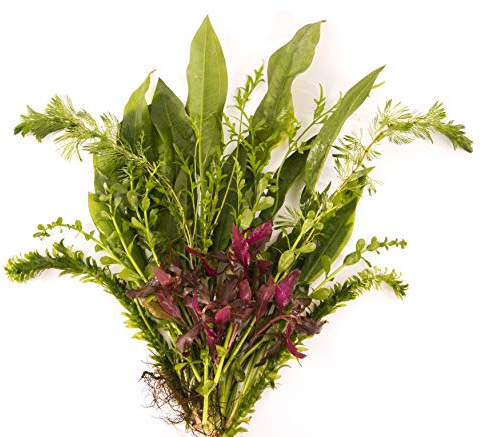 PondPlantsUK Live Plant Tester Kit - 25 Random Aquarium Plant Stems - Beginners Pack