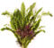 PondPlantsUK Live Plant Tester Kit - 25 Random Aquarium Plant Stems - Beginners Pack