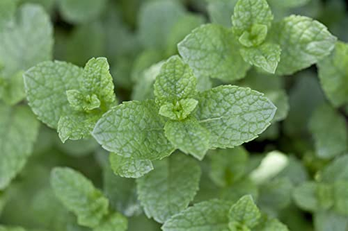 Mentha spicata ca. 9x9 cm Topf - Grüne Minze, aromatische Blätter, ideal für Tee und Küche, bienenfreundlich, pflegeleicht