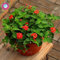 Nuovo Lantana Camara in vaso semi 50pcs/bag fiori rari per il giardino domestico che pianta i fiori Bonsai Semillas de Flores trasporto 7
