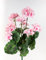 Geranie 45cm -ohne Topf- JA Kunstpflanzen künstliche Pelargonium Blumen Pflanzen Kunstblumen (Rosa)