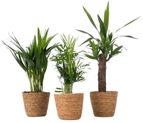 Plant in a Box - Mini Zimmerpalmen - Set aus 3 inklusive dekorativer Körbe - Höhe 25-40cm - Topf 12cm - Zimmerpflanzen Areca, Yucca, Chamaedorea