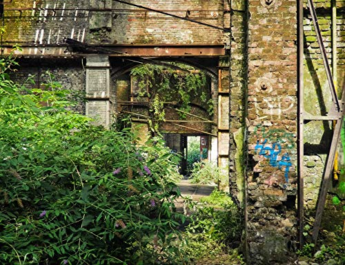 hansepuzzle 64223 - Lost Places Puzzle 1000 Teile - Natur-Puzzle mit hochwertiger Aufbewahrung: Kartonbox und wiederverschließbarem Beutel - Format 60 × 46 cm