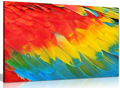 Tropical Parrot Feathers Colourful Macaw Canvas Wall Art Picture Print (12x8in)