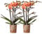 Kolibri Orchids | COMBI DEAL von 2 orange Phalaenopsis Orchideen - Bozen - Topfgröße Ø9cm blühende Zimmerpflanze - frisch vom Züchter