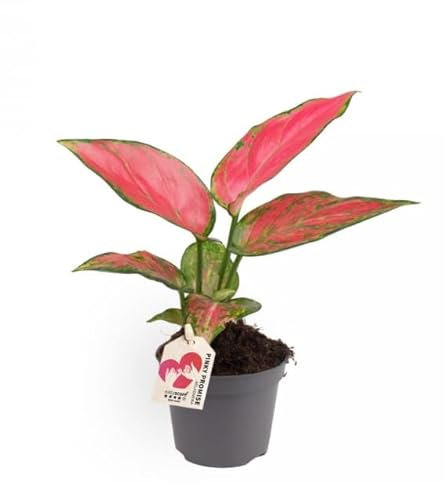 Shade Tolerant Chinese Evergreen houseplant - Aglaonema Pink houseplant- Easy Care Plant in 6 cm Pot
