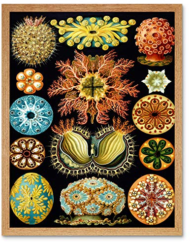 Wee Blue Coo Haeckel Plate 85 Marine Life Art Print Framed Wall Decor 9X7 Inch Teller Leben Wand Deko