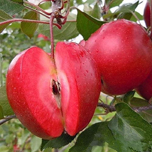 Egrow 50 Semi di Mela Pca/Pacchetto a polpa Rossa redlove Era Fruit Tree Seed Garden P