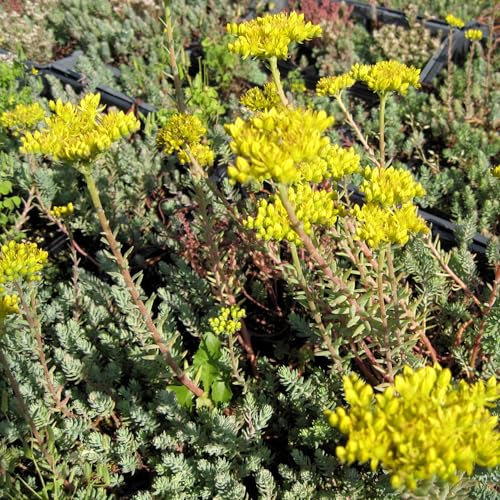 Pianta vera di Sedum reflexum - Diametro Vaso Ø 18 cm