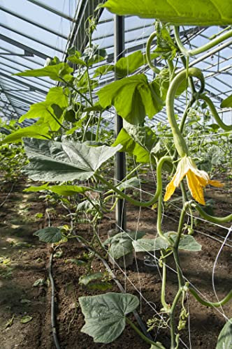 Just Seed Courgette - Tromboncino Albenga - 20 Seeds