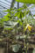 Just Seed Courgette - Tromboncino Albenga - 20 Seeds