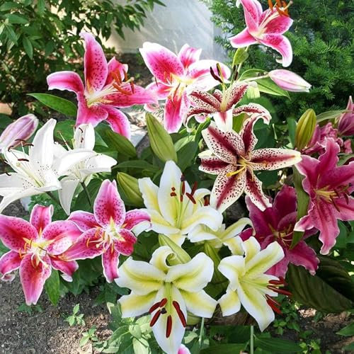 Summer Flowering Bulbs Collection – Perennial – Plant Now for Your Beautiful Garden (8 x Lilies Oriental Mixed)