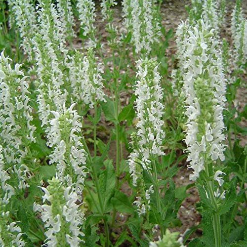 6 x Salbei 'Schneehuegel' - Salvia Nemorosa 'Schneehuegel' Topf 9x9cm: Ein weißer Blütenteppich für Ihren Garten