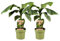 Plant in a Box - Musa Basjoo - Set de 2 - Bananier tropica rustique plante - Pot 21cm - Hauteur 55-70cm