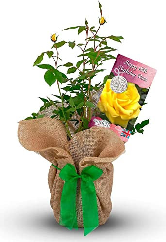 Rose Bush 'Happy 18th Birthday - Gift for A Loved Ones Birthday - Birthday Rose Bush for The Garden