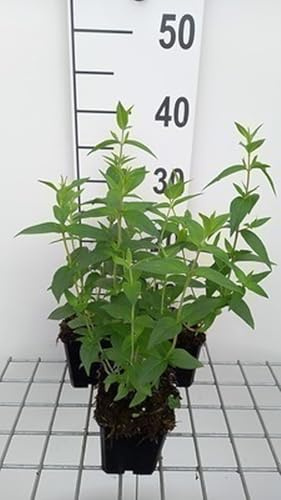 6x Pyknantheme - Pycnanthemum muticum | 9x9 cm pot