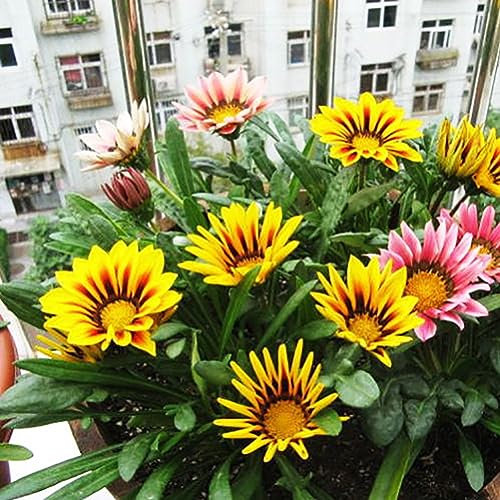 100 Unids Gazania Rigens Semillas Crisantemo Flor Ornamental Jardín Bonsai Decoración Semillas para Plantación de Jardín Semillas de Gazania Rigens