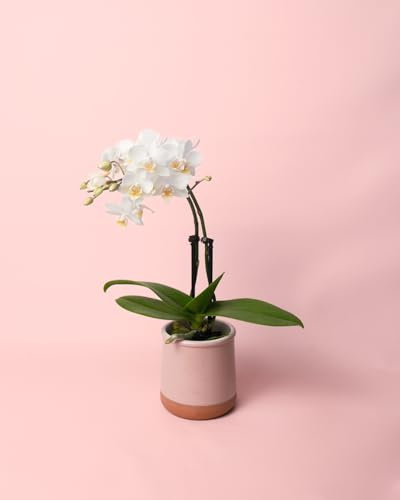 Orquídea Blanca | Mini Planta Natural | Pur Plant