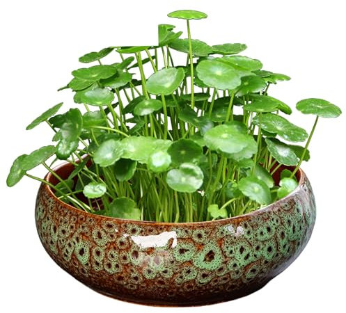 Lotus Bowl Planter for Lotus Flower Seeds Green Color Ceramic Bonsai Pot Shallow Decorative Hydroponic Planter Without Drain for Water Lily Plant Succulent