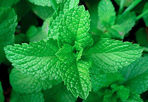 PIANTA PIANTE AROMATICHE IN VASO 14 AROMI ESSENZE PER CUCINA MENTA