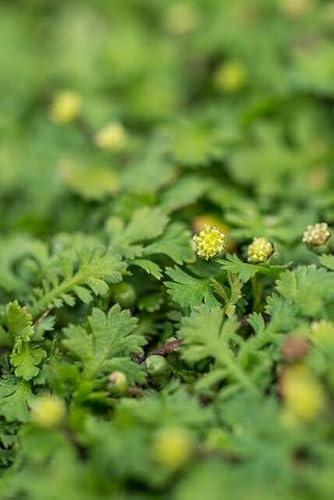Fiederpolster Leptinella squalida Zimmerpflanze 60 Pflanzen Ø9 cm 10-25 cm | pflegearm, für Wohnraum und Arbeitsplatz, dekorativer Wuchs, für helle Standorte