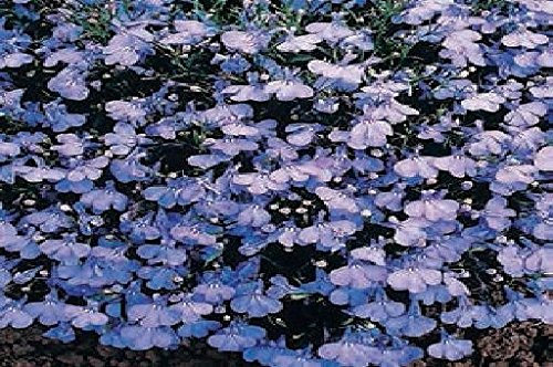 Just Seed - Flower - Lobelia Bedding - Cambridge Blue - 1000 Pelleted Seed