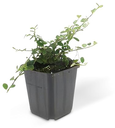 Bodendecker - Zwergmispel - Kriechmispel - Cotoneaster 'Streib's Findling' - 9cm Topf - Set mit 40 Pflanzen