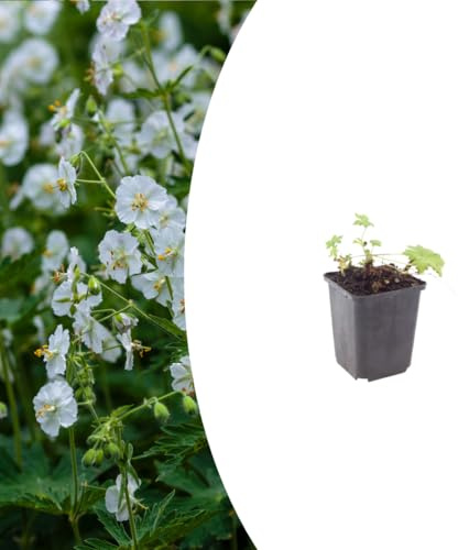 Geranium macr. 'White Ness' | 6 Stück - 10-25cm - Ø9cm - Gartenpflanze