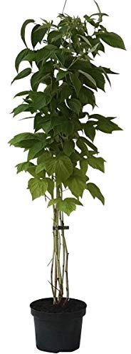 Schottische Himbeere Glen Coe dunkelviolette aromatischeFrüchte 60-100 cm gestäbt im 2 Liter Topf