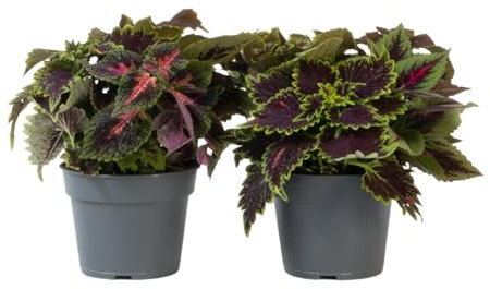 Plant in a Box - Coléus - Set de 2 - Coleus scutellarioides - Hauteur 25-35cm - Pot 17cm - d’intérieur ou d’extérieur - Vert - Pourpre