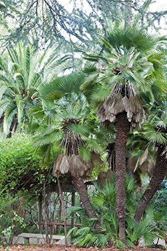 Windmill Palm Seeds (Trachycarpus Fortunei) - Frost Hardy Palm!