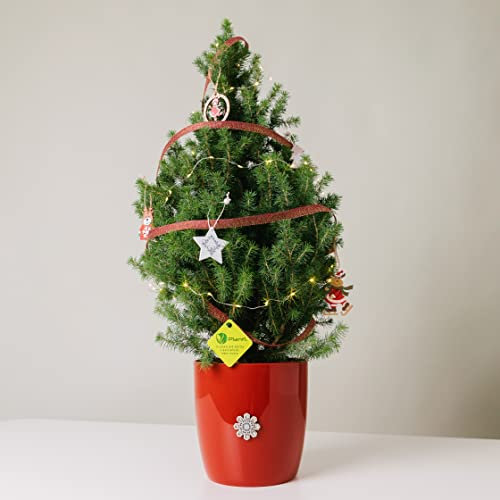 PLANTI’ PICEA GLAUCA CONICA. Albero di Natale vero altezza 80-90cm. Coprivaso rosso. Kit di addobbi natalizi incluso. Piante vere da esterno e interno. 6 mesi di concimazione Plantì. Idea regalo