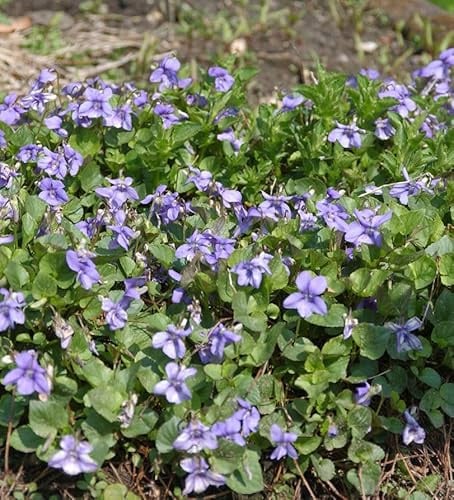 Wald Veilchen - Viola reichenbachiana - lebende Gartenpflanze aus den Baumschulen