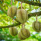 45 pcs Durian Samen, pflanzen balkon, hochbeet samen säulenobst winterhart, samen zimmerpflanzen samen, gartenpflanzen winterhart mehrjährig bonsai samen, exotische pflanzen samen