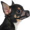 Mayerzon Hund Maulkorb, Soft Mesh Maulkörbe für kleine mittlere große Hunde Chihuahua Pudel Husky Labrador Retriever, atmungsaktiv Hund Maulkorb für Beißen Kauen Grooming, erlauben Hecheln Trinken. XS