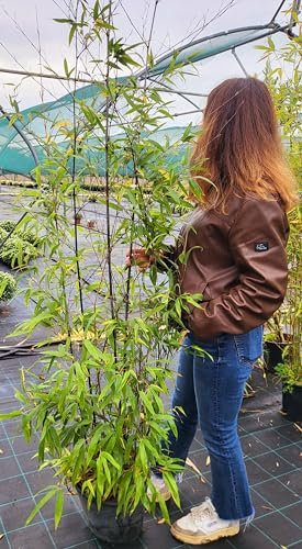 POWERS TO FLOWERS - BAMBU' NIGRA, ALTEZZA 150CM, piante vere