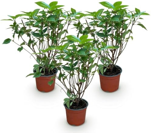 Hortensias Paniculatas Limelight para Jardín, Verde Lima, Pack de 3