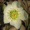 Christrose Blüte weiß - Helleborus niger