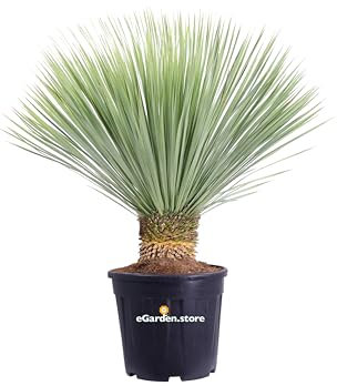 pianta di Yucca Rostrata palma Yucca Rostrata pianta in vaso di Yucca Rostrata pianta vera da esterno venduta da eGarden.store (Diametro 40 cm)