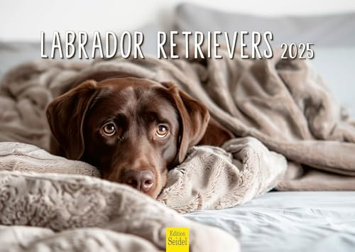 Edition Seidel Premium Kalender Labrador Retrievers 2025 Format DIN A3 Wandkalender Hundekalender Hunde Haustier Hunderasse Welpe