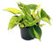Efeutute, Scindapsus, (Epipremnum aureum) Sorte: Brasil, gelb-grünes-buntes Blattwerk, rankend, Ampelpflanze, luftreinigend (eine Pflanze im 12cm Topf)