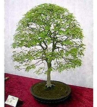 Potseed 25 alberi di pistacchio semi rariSamen