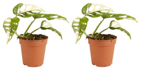 Bloomique - 2er Set - Monstera adansonii Variegata - Monkey Leaf - Fensterblatt - Luftreinigende Zimmerpflanzen - Monstera Pflanze - Hängepflanze - Kletterpflanzen Zimmer – Höhe 20-25 cm - Topf 12 cm