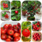 Semi biologici di Acerola piante da giardino roccioso alberi resistenti alberi da frutto ciliegio colonnare ciliegio piante decorative balcone frutto vaso per bonsai colonnari 160pcs