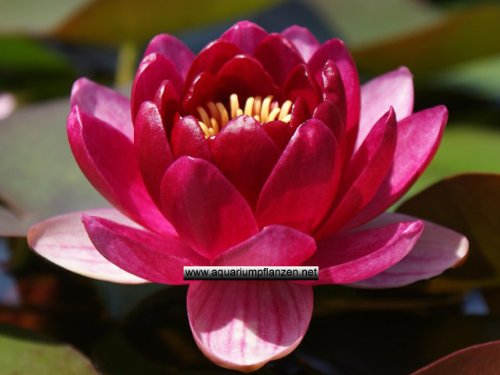 1 Halbzwergseerose der Sorte Perry`s Baby Red dunkelrot, Teichpflanzen, Wasserpflanzen