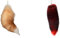 Fuchsschwanz Anhänger Keychain Fox tail Schlüsselring, Weich Flaumig Oversize 40cm Fell Schwanz Tasche Zusätze Auto Schlüsselketten Anhänger Handtasche Dekoration (2X,40CM)