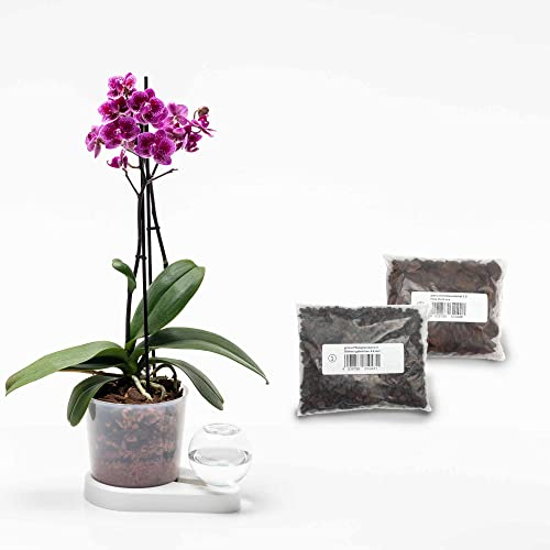 greevi Orchideenheld inklusive Pflanzgranulat und Orchideensubstrat | Selbstbewässernder Pflanztopf für Orchideen | Made in Germany | Kunststoff (weiß)