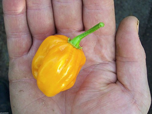 10 Semi Burkina Yellow Chili-un ceppo no dei Famosi Scotch Bonnet Hot Pepper