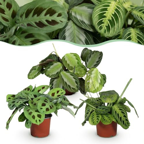 Green boutiQ - Zimmerpflanze - Marantha Silverband, Marantha Lemon Lime Marantha Kerchoveana - Gebetspflanze - Haustierfreundliche Pflanze - Grün - 3 Pflanzen - Topf 12cm - Höhe 25cm