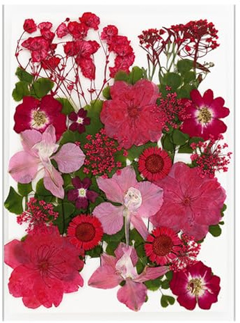 YPBEW Natürliche gepresste Trockenblumen für Epoxidharz, Trockenblumen und Blätter, Set für Seife, Kerzen, Schmuckherstellung, Scrapbooking, Grußkarten, Blumen